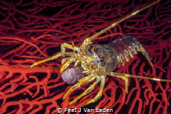 What crayfish eat by Peet J Van Eeden 